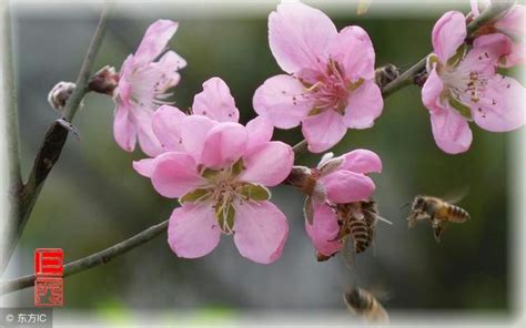 催桃花運|【風水催桃花法】桃花運差怎麼辦 